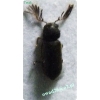 Ptilinus pectinicornis (Linnaeus, 1758) Wyschlik grzebykorożny